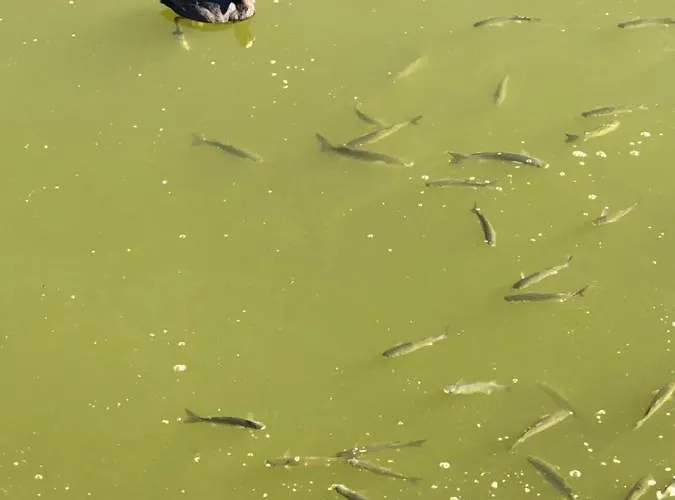 דירה Herdade Dos Salgados-vila Lagoas