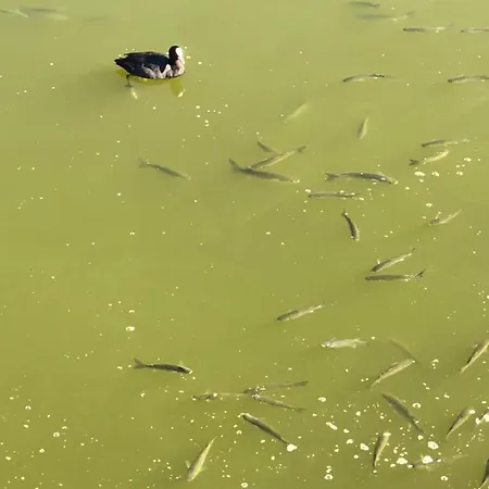 Appartamento Herdade Dos Salgados-vila Lagoas
