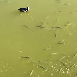 Lägenhet Herdade Dos Salgados-vila Lagoas