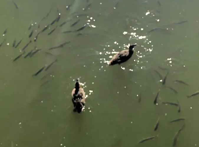 Herdade Dos Salgados-vila Lagoas